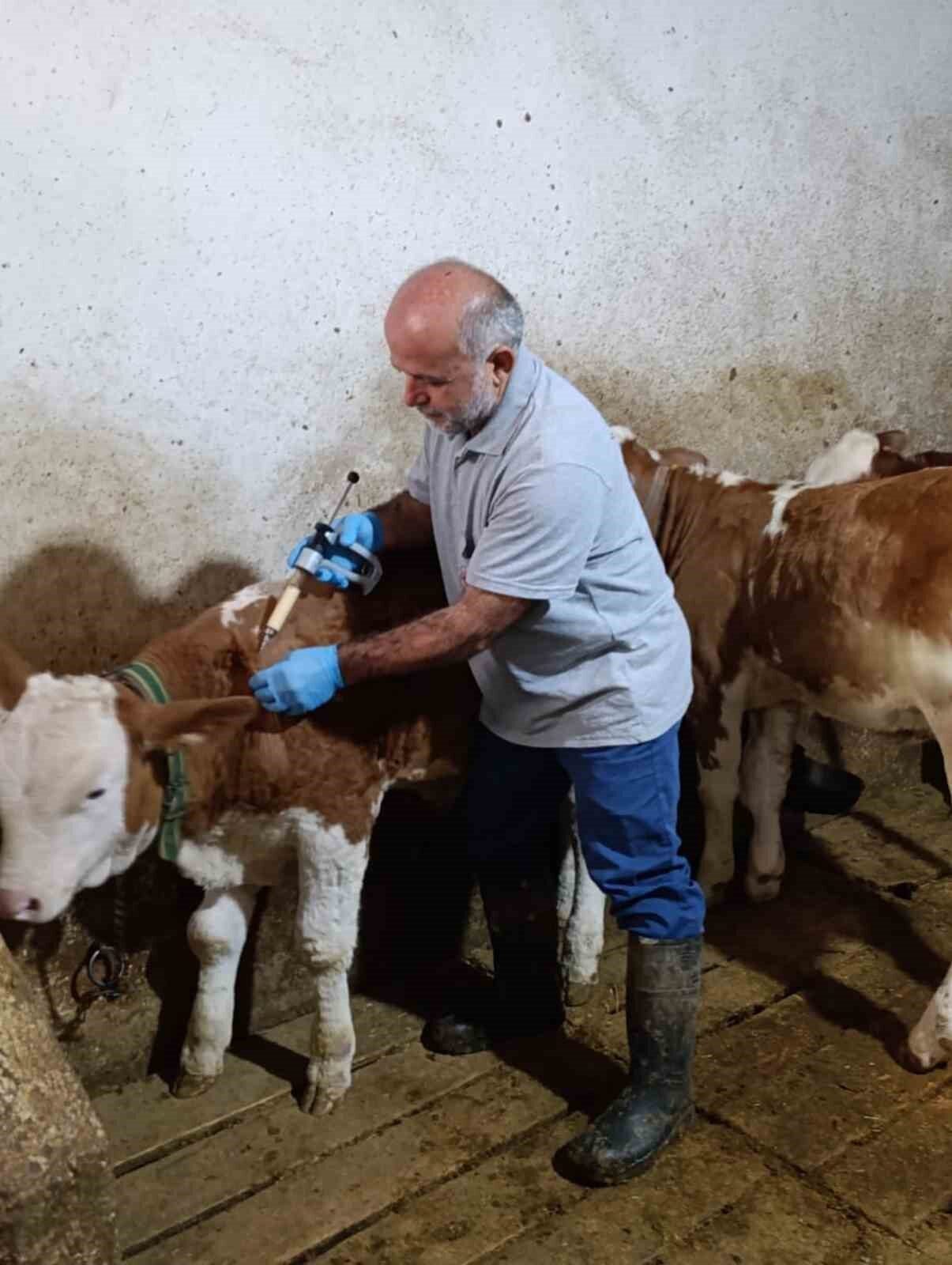 Aydıntepe’de sonbahar şap aşılama kampanyasında sona gelindi