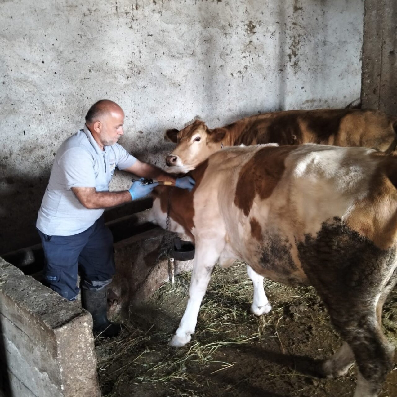 Aydıntepe’nin birçok köyünde şap aşılamaları tamamlandı