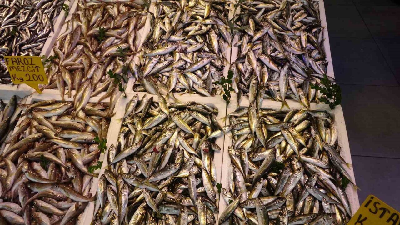 Balıkçı palamuttan umudunu kesti, hamsi ve istavrit ile teselli buluyor