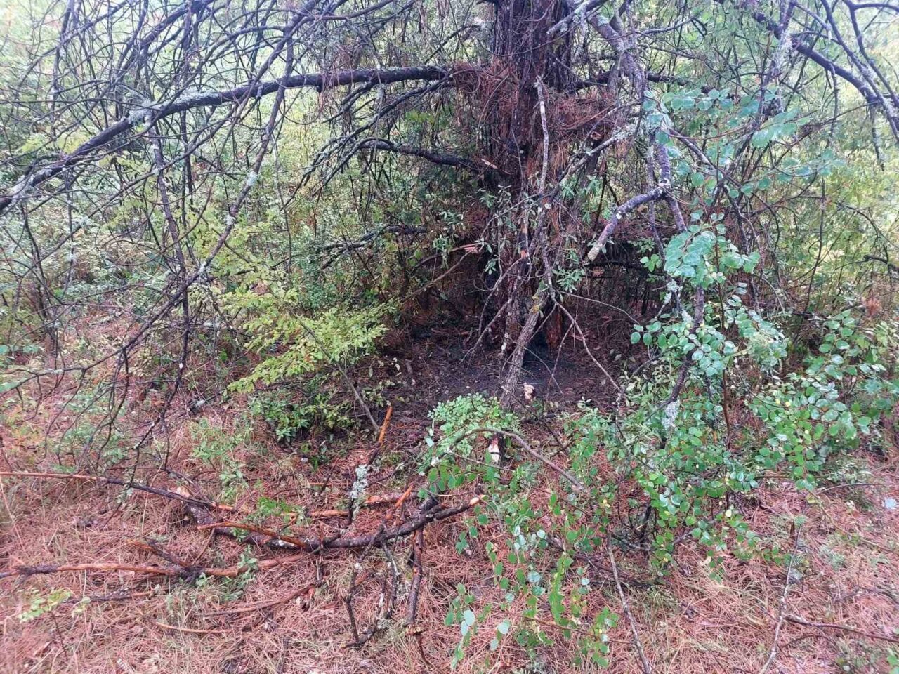 Bartın’da 1 saatte 4 ağaca yıldırım düştü