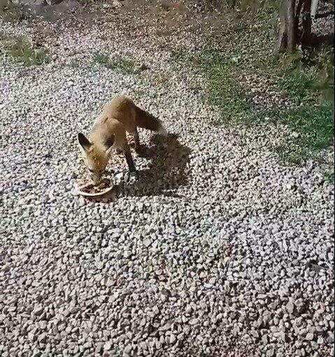 Bayburt’taki alabalık tesisinin sadık misafiri ’Tilki Rıfkı’ her akşam balık yemeye geliyor