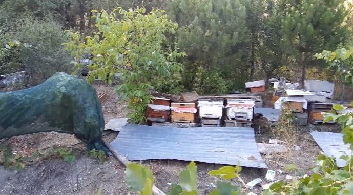 Bolu’da ayılar köylünün kabusu oldu: Düzenekle ayı kovalıyorlar