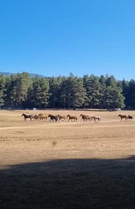 Bolu’da yılkı atlarına kurt saldırdı