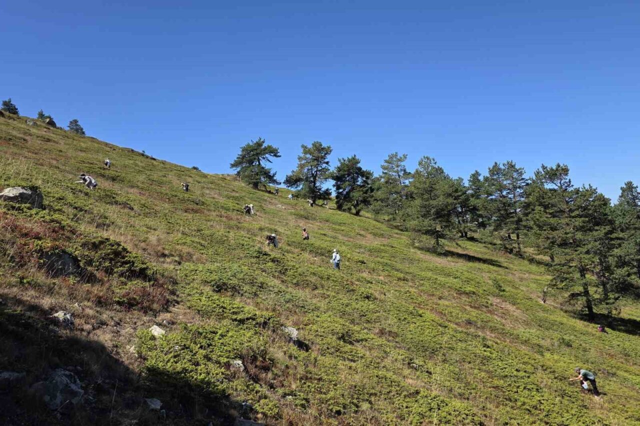 Doğanın şifa kaynağı Likarpa, Gümüşhane’de şenliğe dönüştü
