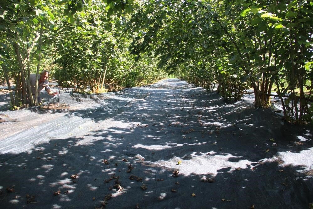 Fındık hasadında file ile yevmiye masrafı azaldı