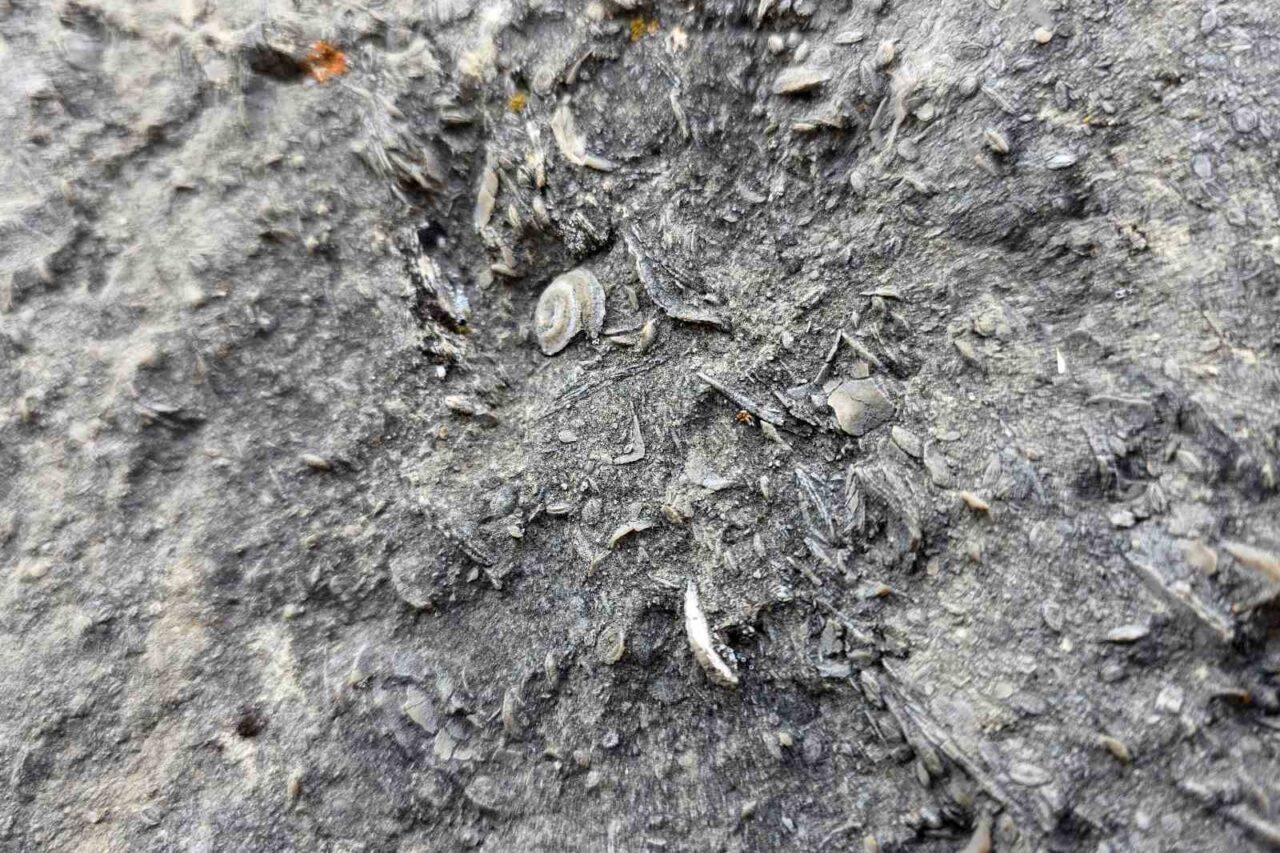 Gümüşhane’de milyonlarca yıllık deniz fosili yatağı bulundu