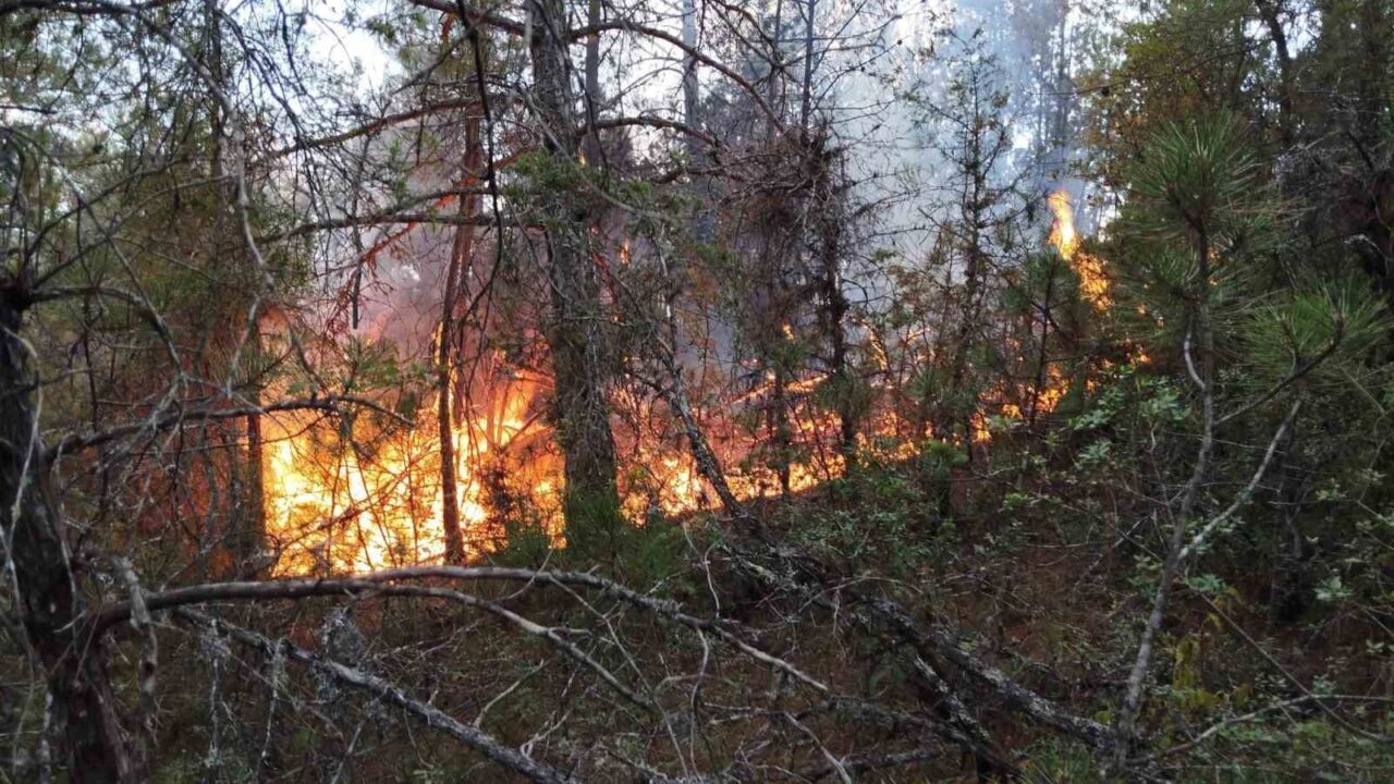 Prof. Dr. Bilgili: "Ekosistem yangın sonrası birkaç yıl içinde kendilerini doğal yollarla yeniler"