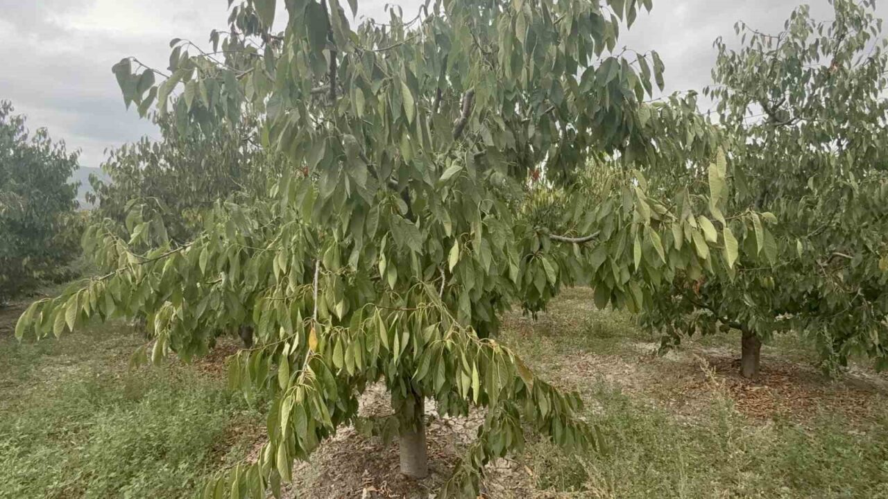 Tokat’ın özel kirazı ürün vermedi, 5 milyon dolarlık kayıp yaşandı