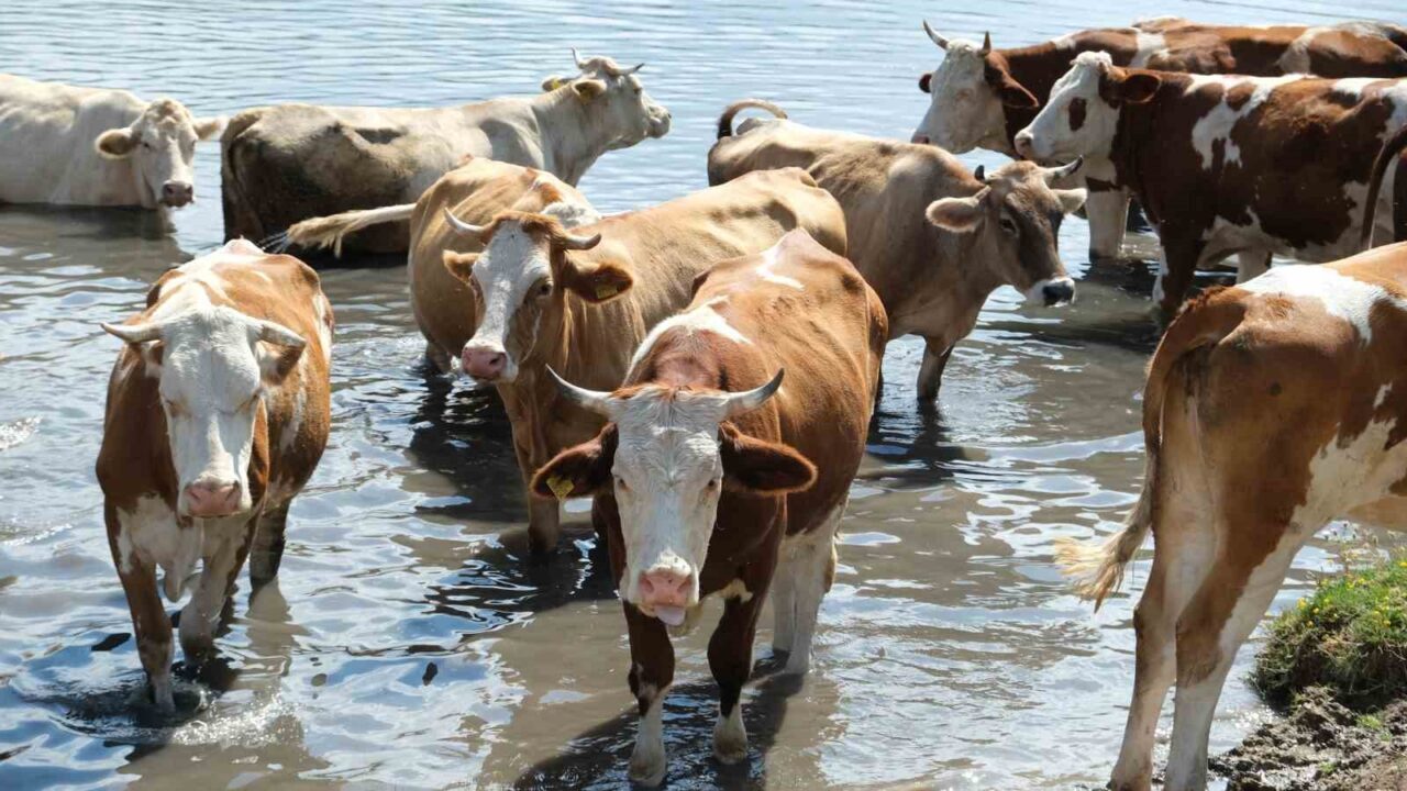 Türkiye’nin 2024 hayvan varlığı istatistikleri açıklandı