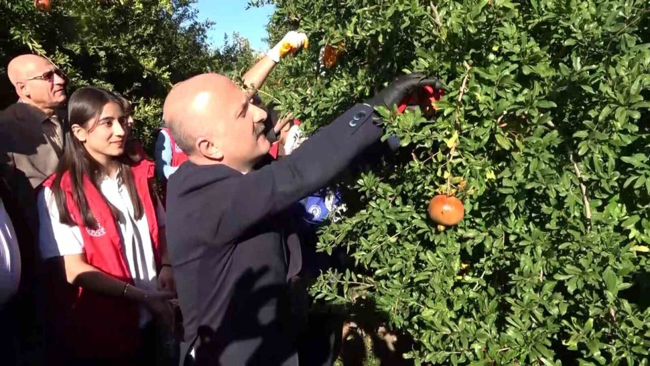 9 ülkeye ihraç edilen narın hasadı başladı