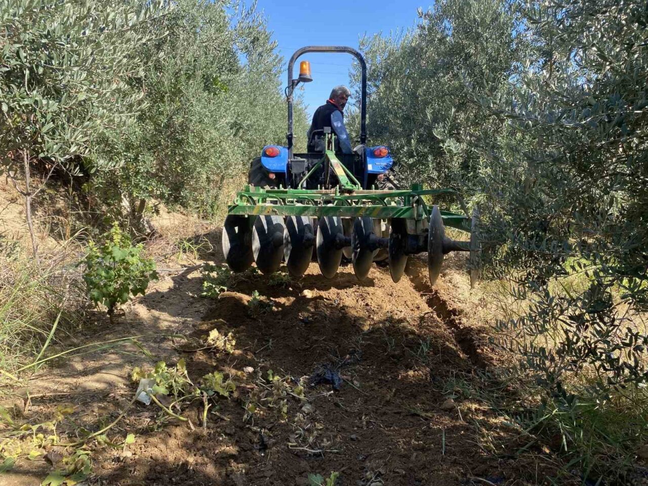 Alaşehir’de çiftçilerin yağmur sevinci
