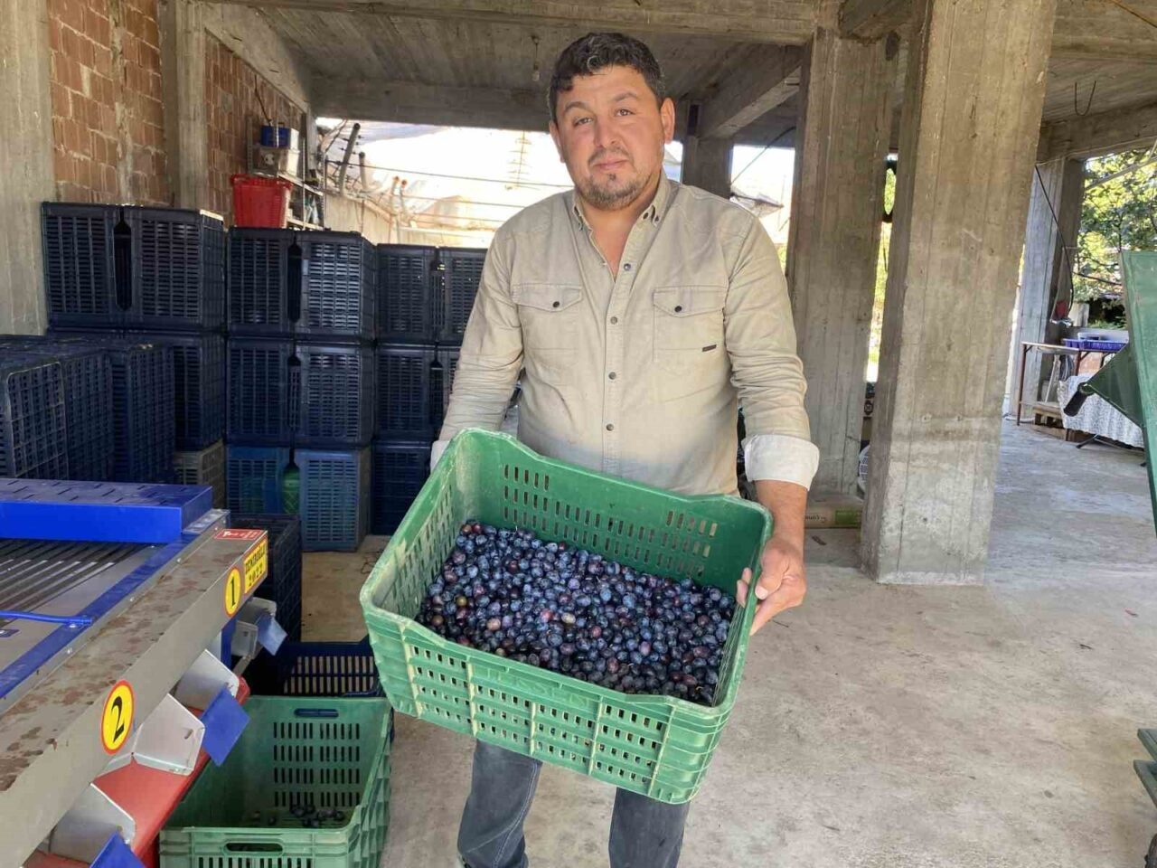 Alaşehir’de zeytinde rekolte düşük, kalite yüksek