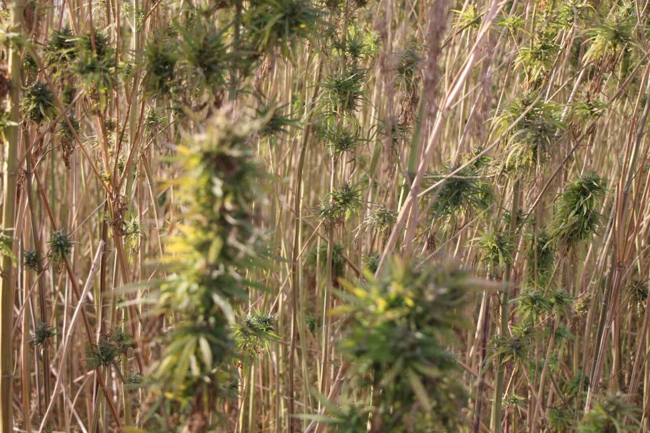 Amasya’da kenevirde hayal kırıklığı: Kenevir ekim alanı 6 bin 500 dekardan 850 dekara düştü