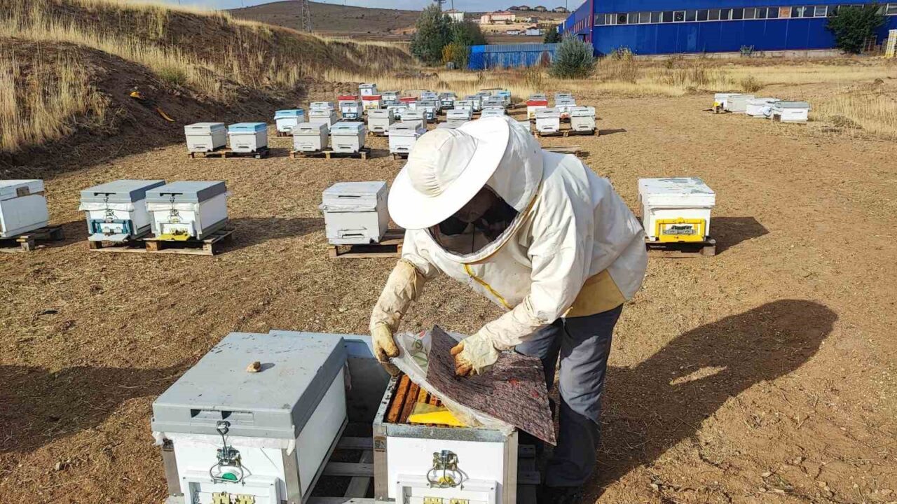 Arıcılığa yeni başladı, doğada insan ayağı değmeyen yerde bal üretiyor