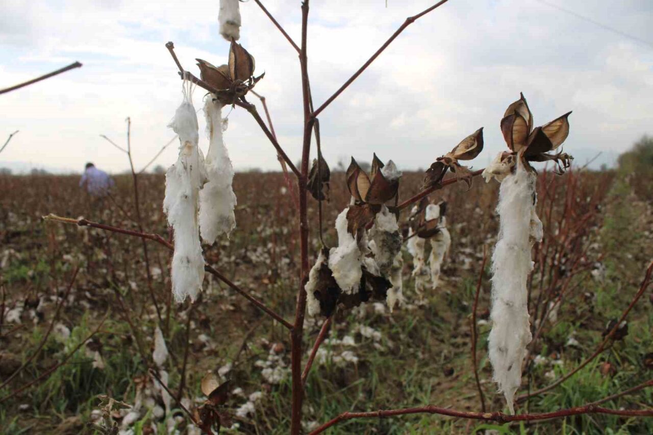 Aydın’da pamuk tarlalarını dolu vurdu