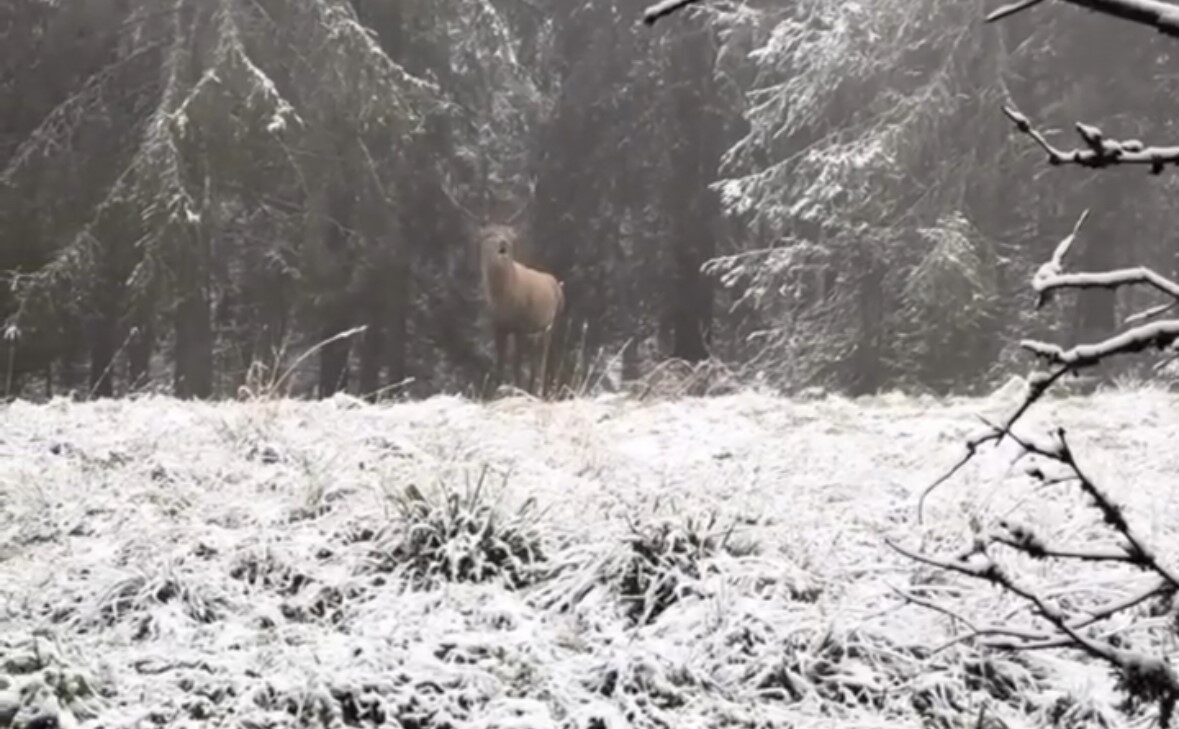 Bolu ormanlarında kızılgeyiğin böğürme anları kameraya yansıdı