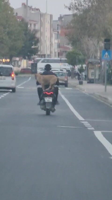 Çanakkale’de motor artçısı görenleri hem şaşırttı hem neşelendirdi