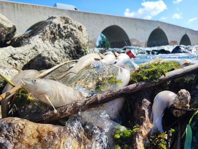 Ceyhan Nehri’ndeki kirlilik balıkları telef etti