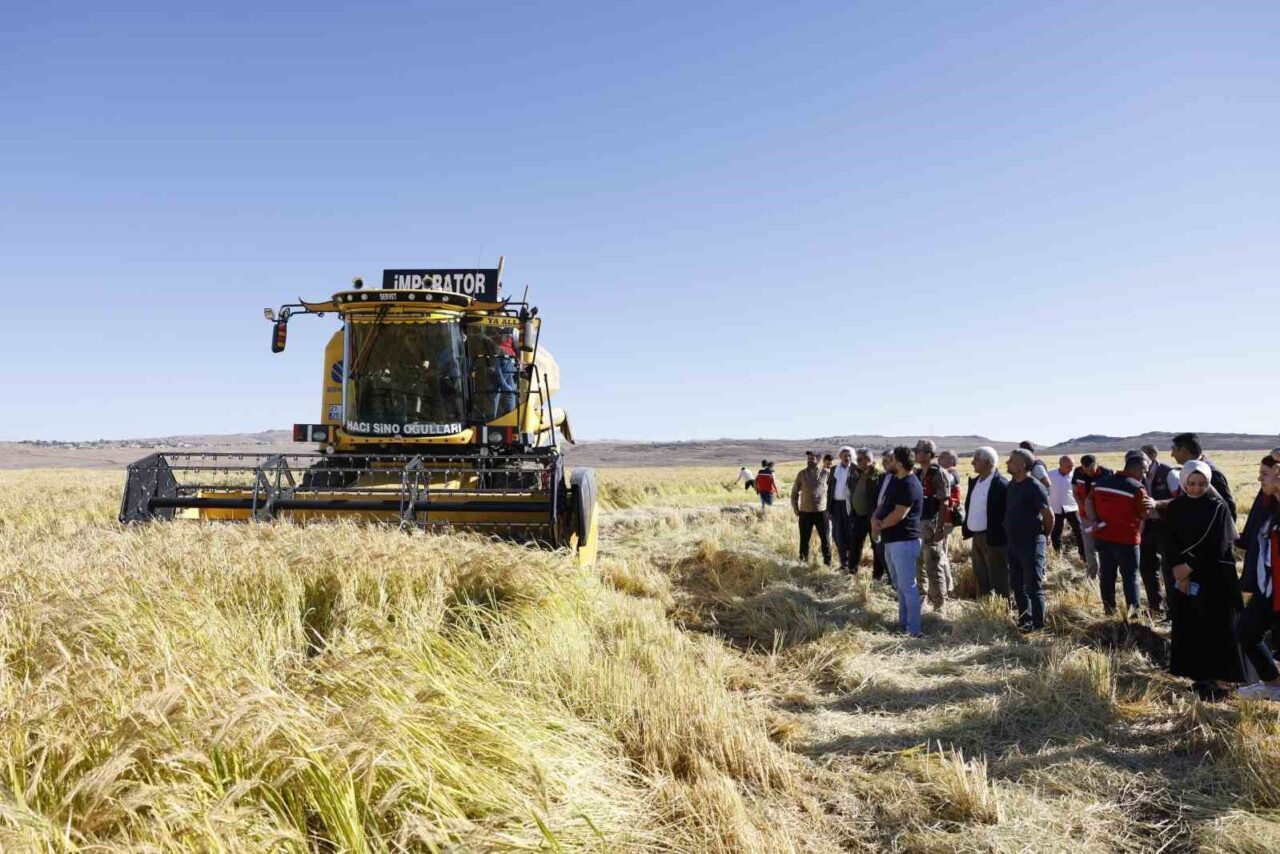 Coğrafi işaretli Karacadağ pirinci, bereketiyle toplandı