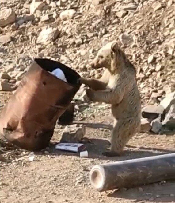 Çukurca’da yiyecek arayan ayı kameraya yansıdı