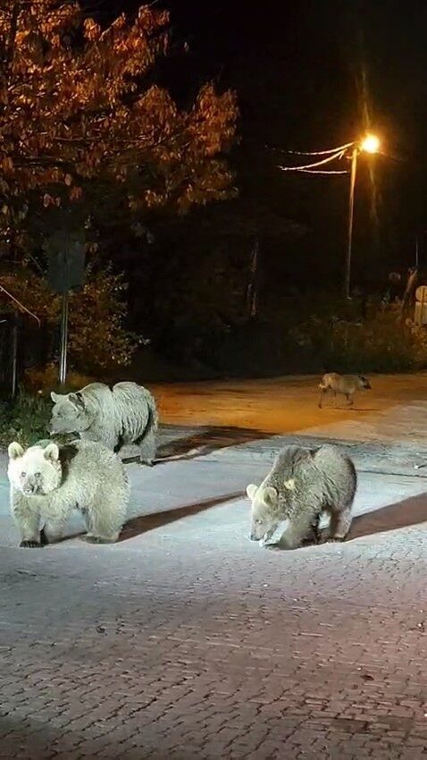 Dağcılar ayılarla burun buruna geldi