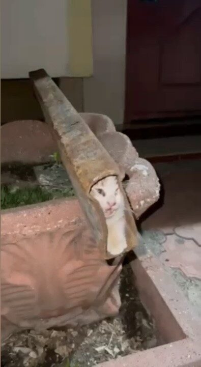 Demir profile sıkışan kediyi itfaiye ekipleri kurtardı