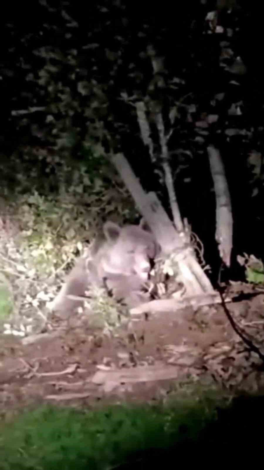 Dikenli tellerin arasında mahsur kalan ayı kurtarıldı