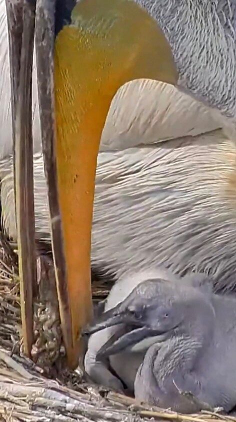 DKMP: "Türkiye’nin kuş cenneti Manyas’ta, tepeli pelikanların yuvalarında hayat yeniden başlıyor"