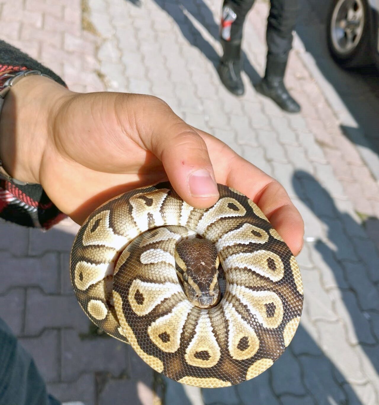 DKMP: "Vatandaşın cebinden çıkan piton yılanına el konuldu"