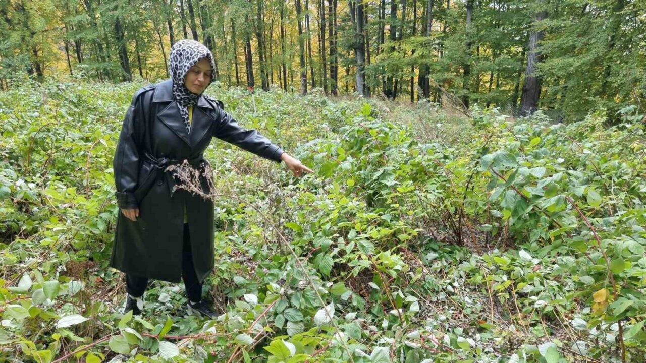 Domaniç’te genç girişimcinin 2 dönümlük ahududu bahçesini ayılar talan etti