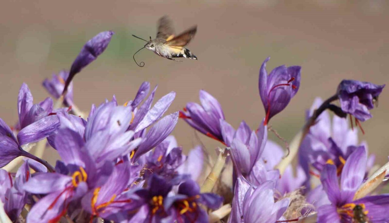 Dünyanın en pahalı baharatı safranın 1 gramı 500 TL
