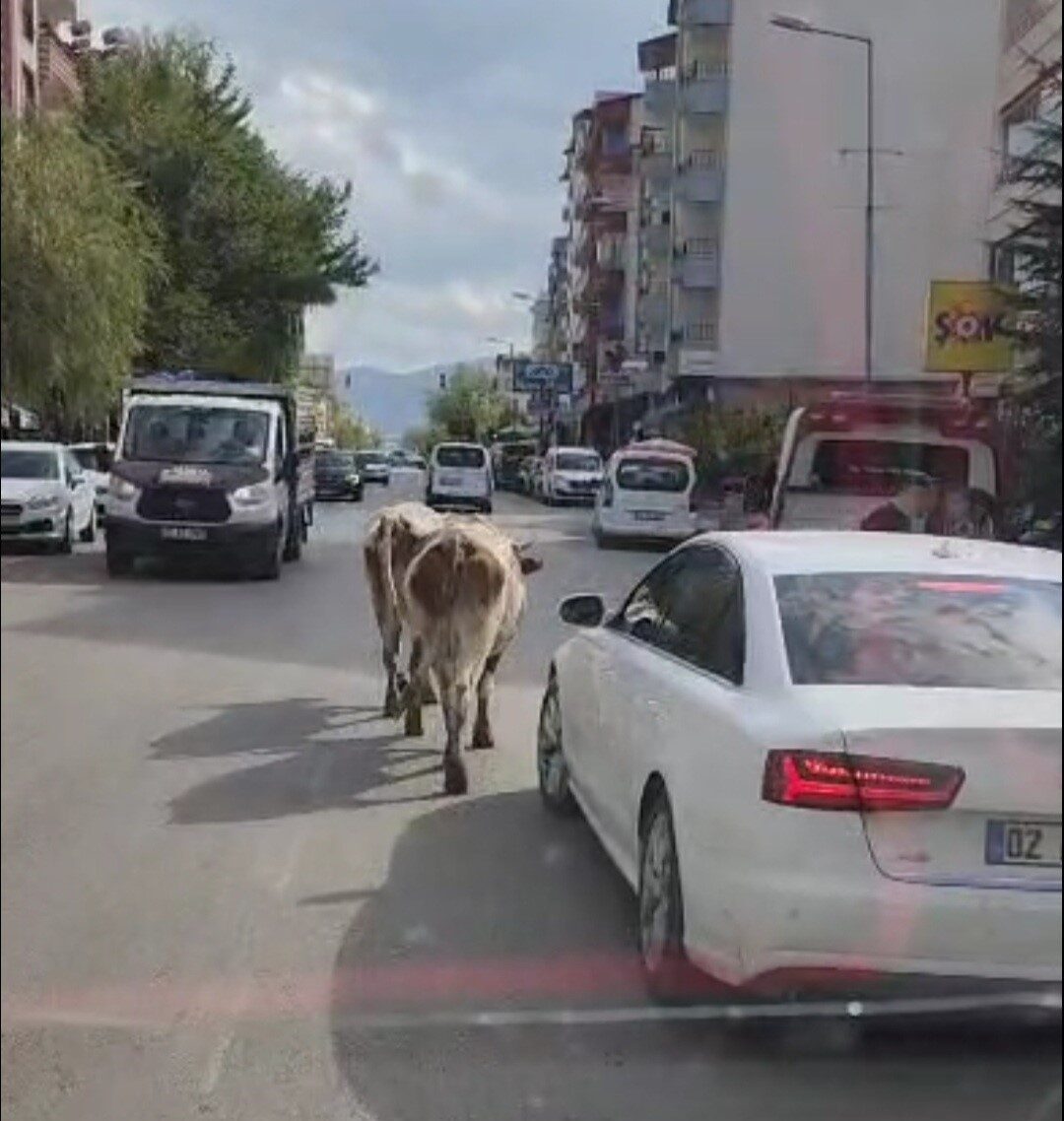 Elazığ’da caddeye çıkan inekler sürücülere zor anlar yaşattı