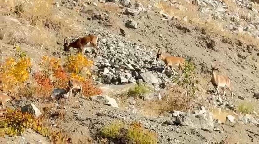 Elazığ’da dağ keçileri sürü halinde görüntülendi