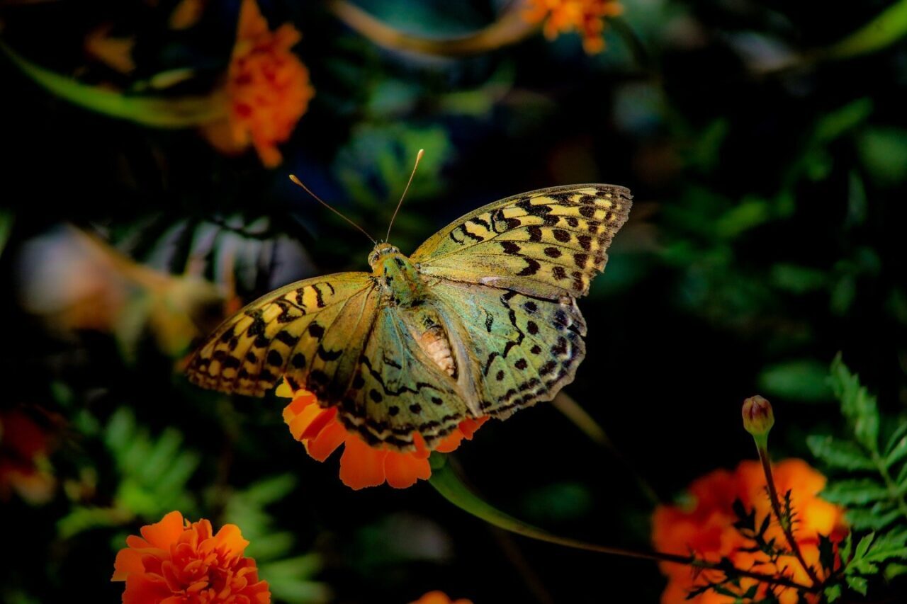 Elazığ’da kelebeklerin çiçeklerle buluşması görsel şölen oluşturdu