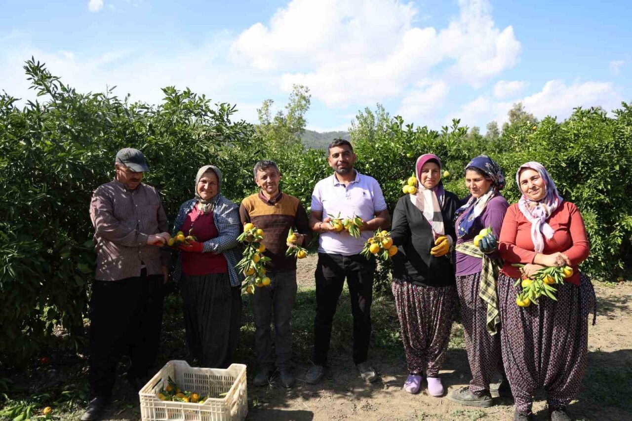 En ucuz meyve: Mandalina bahçede 8 TL’ye kadar düştü