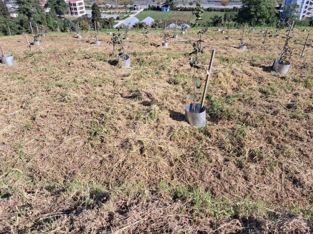 Fındıkta rekolte ve randıman artıracak çalışma