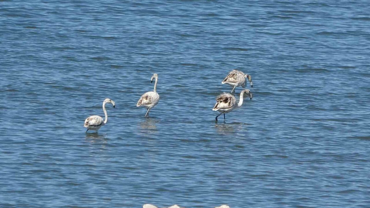 Flamingoların yeni gözdesi: İskele sahili