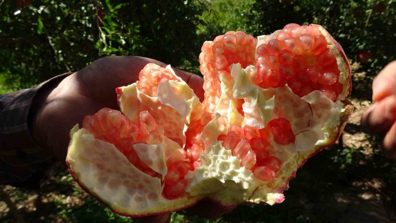 Gaziantep’te nar hasadı başladı