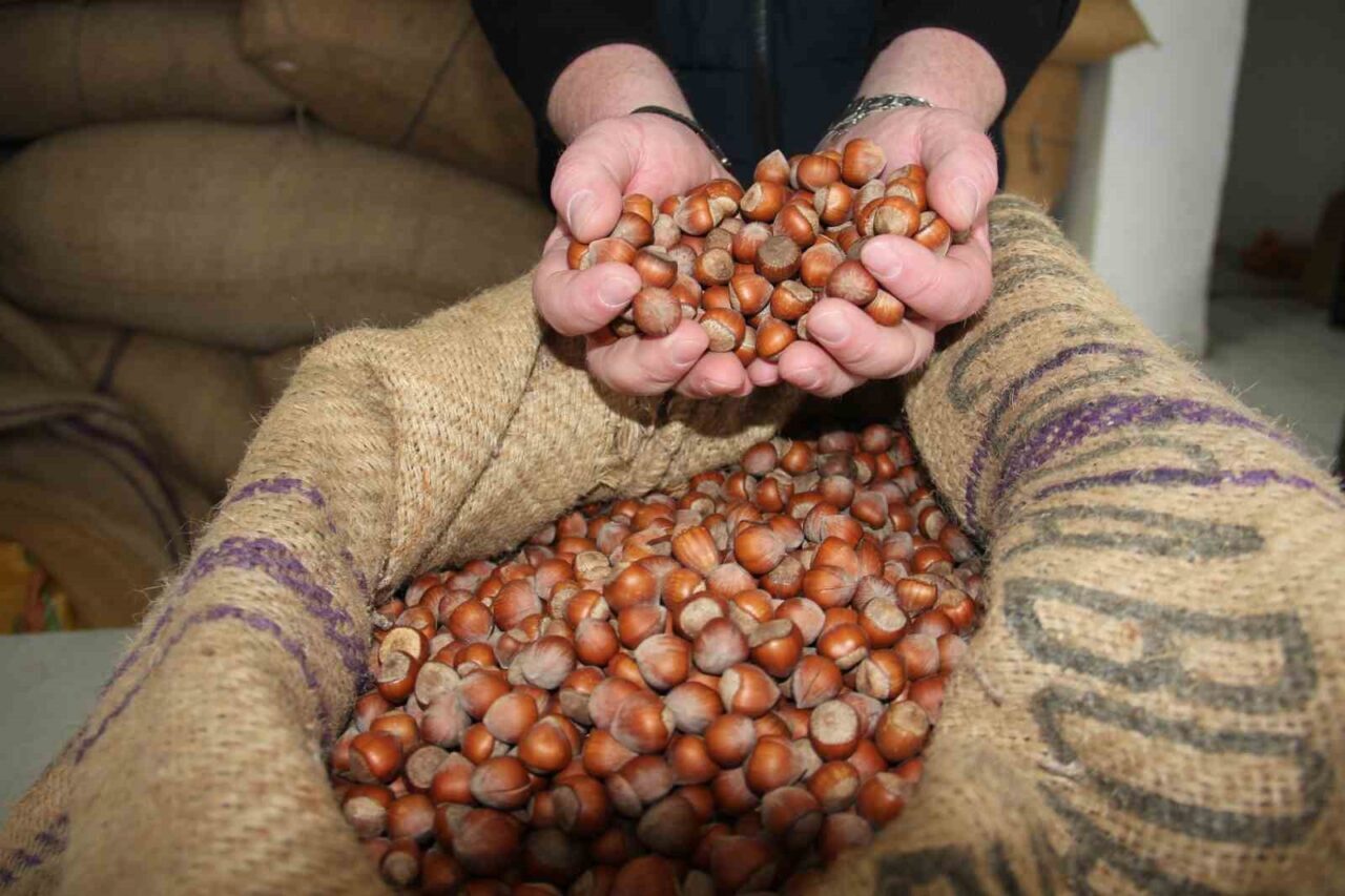 Giresun’da fındık fiyatları haftayı 315 liradan kapattı