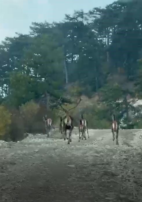 Göynük’te geyik sürüsü kameraya yansıdı