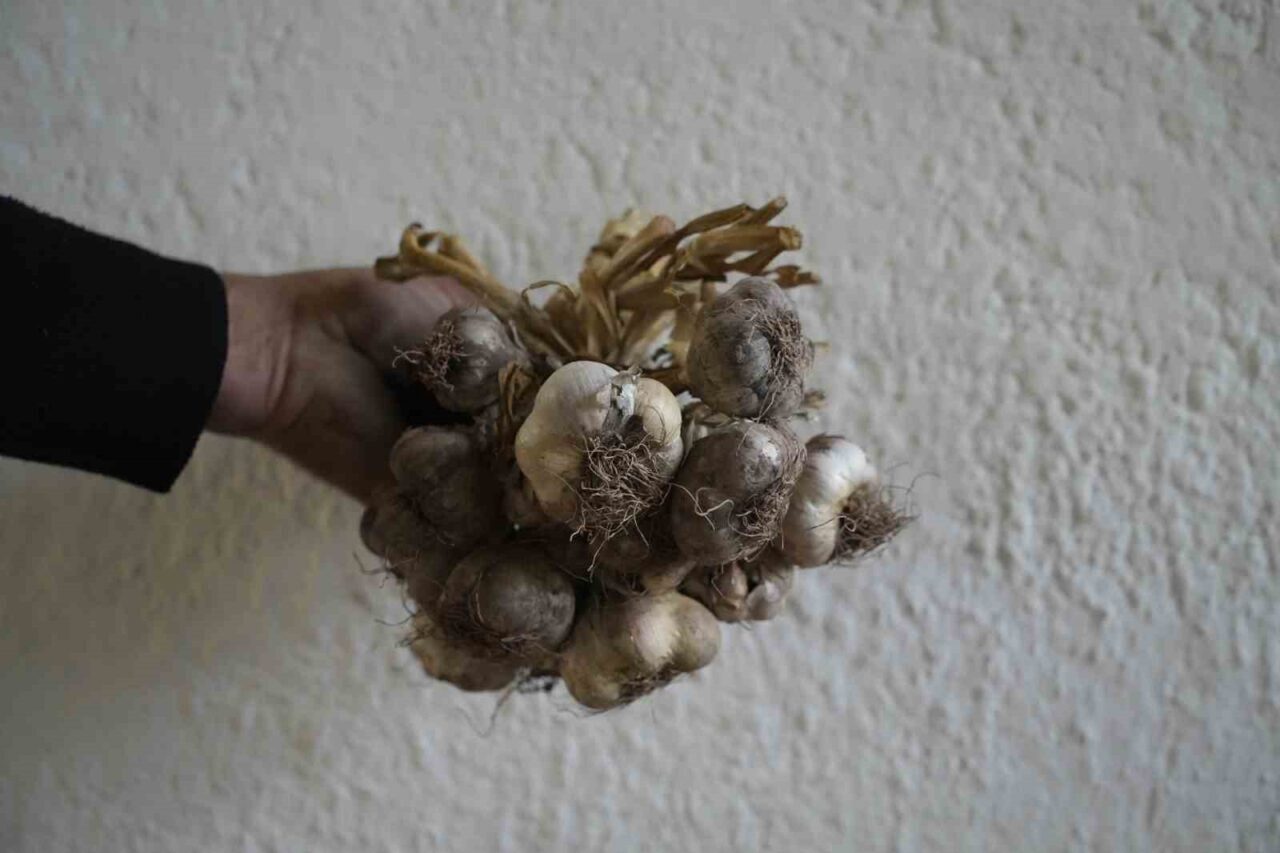 Gümüşhane’de ata tohumu "siyah sarımsak" tescil yolunda