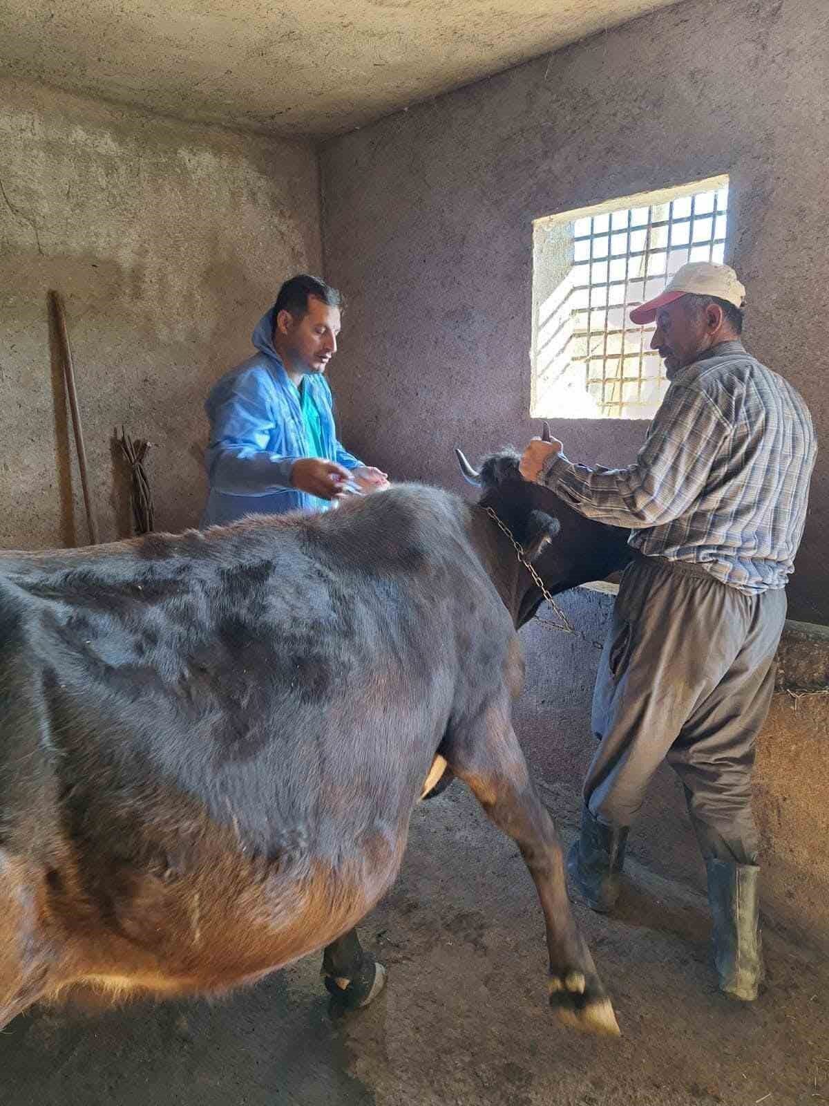 Güroymak’ta şap aşısı çalışmaları aralıksız sürüyor