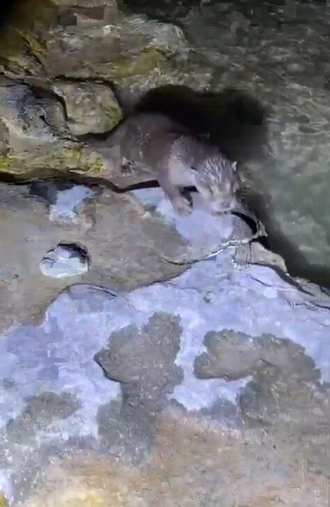 Halfeti’de su samuru görüldü