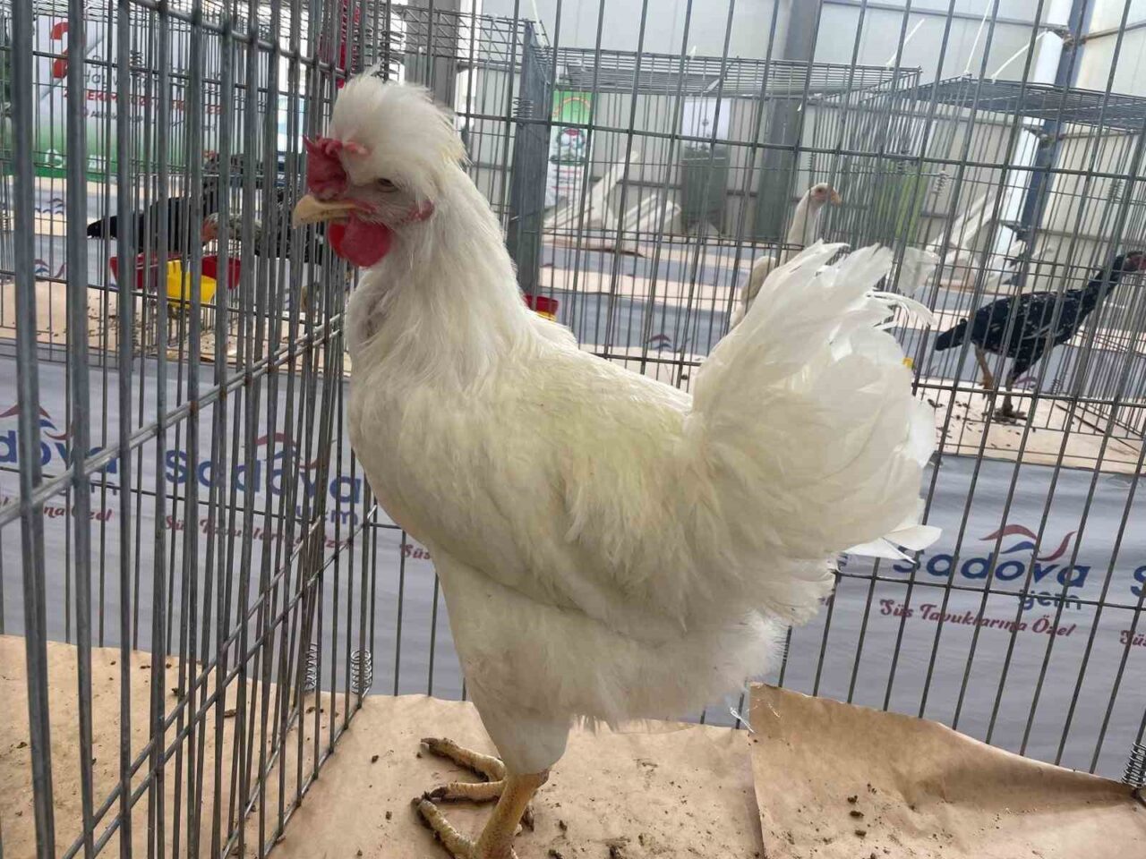 Karadeniz’in "Gugulli"si Balıkesir’de ilgi odağı oldu