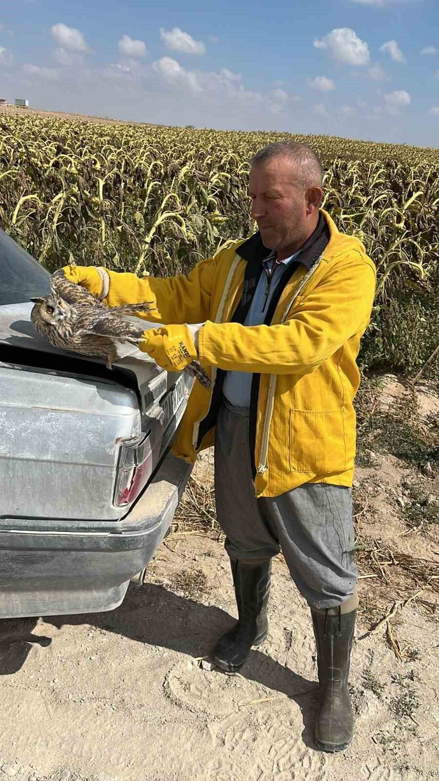 Karapınar’da tarlada bulunan yaralı kulaklı baykuş kurtarıldı
