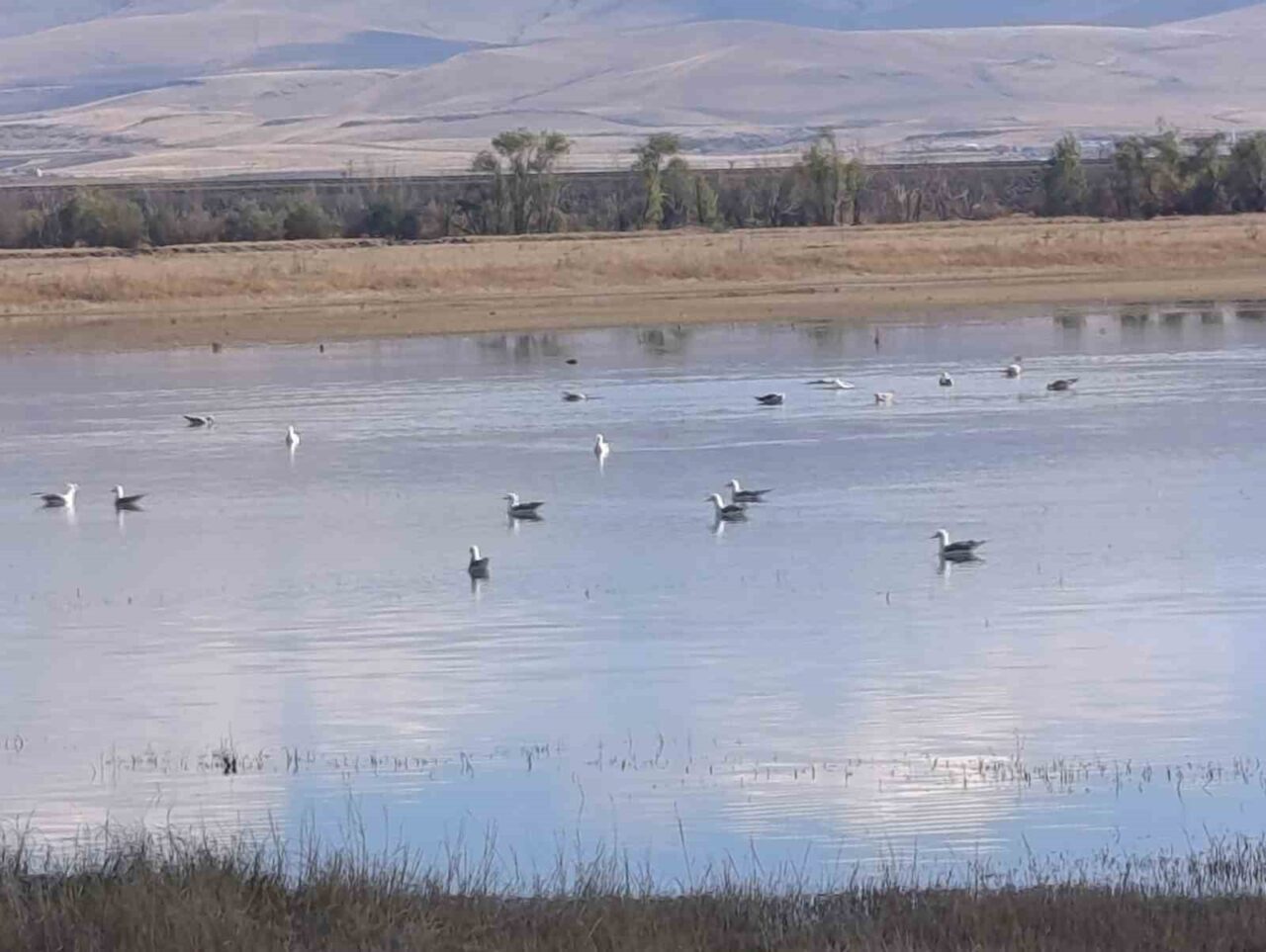 Kars’ta sulak alanlar yaban kuşlarını ağırlıyor