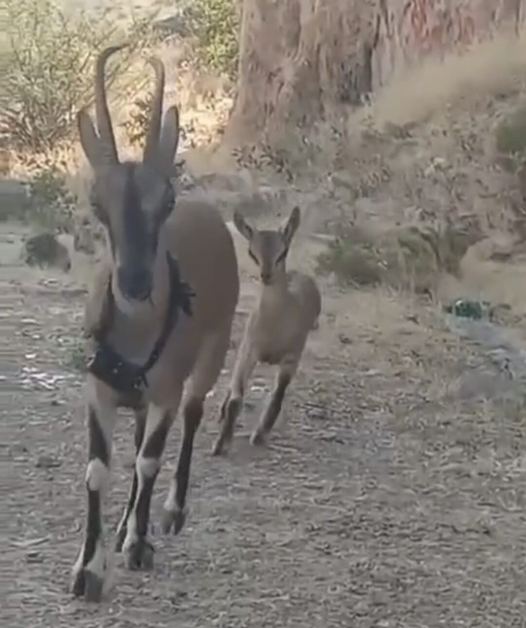 Kazankaya Kanyonu’na bırakılan keçiler yavrulayıp çoğalıyor