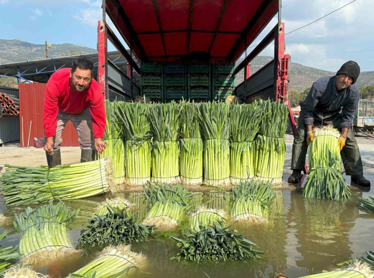 Kış sebzesi pırasada hasat heyecanı