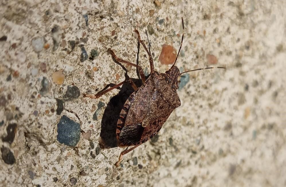 Kokarca sayısı zirvede: Uzmanı bahar aylarına dikkat çekti