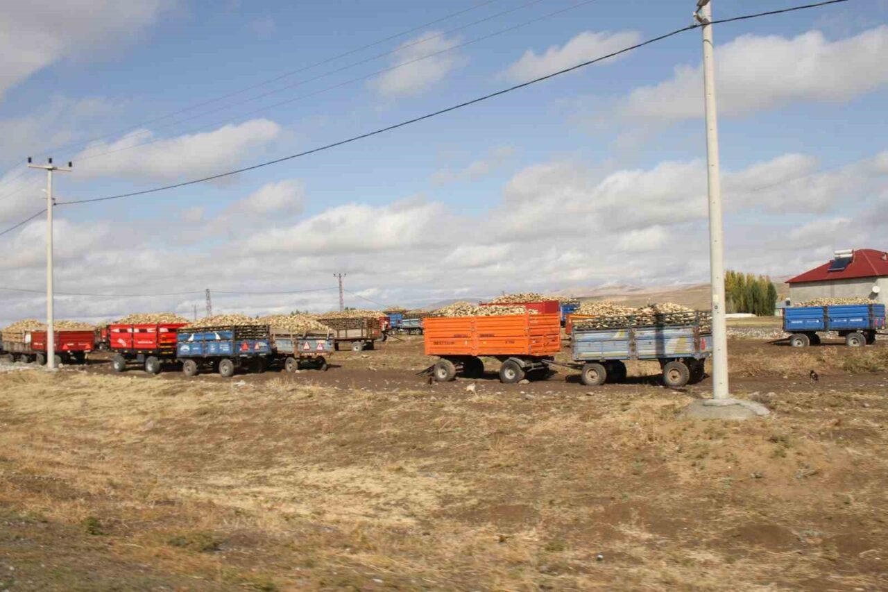 Malazgirt’te şeker pancar alımları devam ediyor